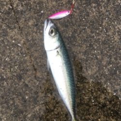 デイライトゲーム