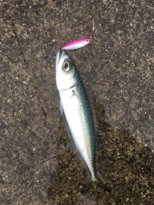 デイライトゲーム