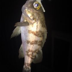 2018 初フィッシュ