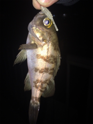 2018 初フィッシュ