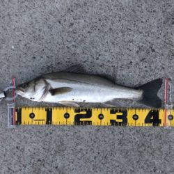 南港でエビ撒き！