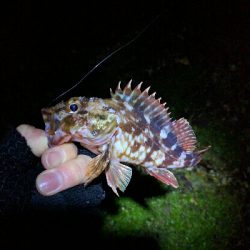 今日もメバルは産卵後パターン