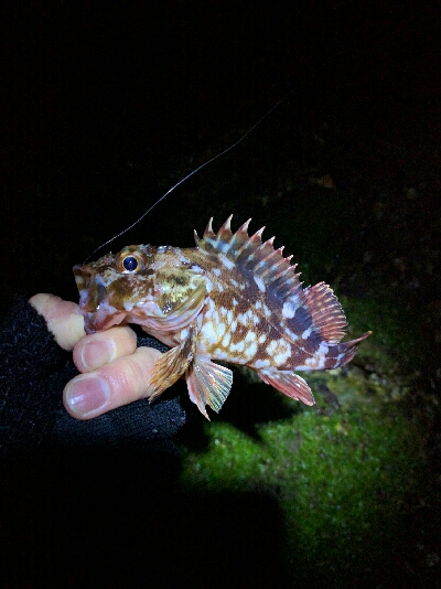 今日もメバルは産卵後パターン