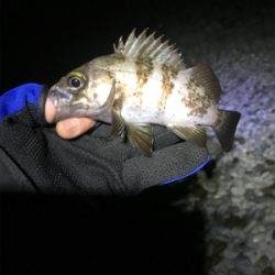 久しぶりのメバリング ！