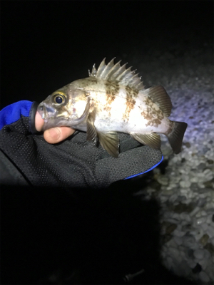 久しぶりのメバリング ！