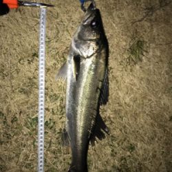 バイブレーションでシーバス