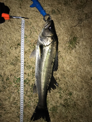 バイブレーションでシーバス