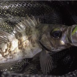 ちょっとシブい…