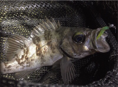 ちょっとシブい…