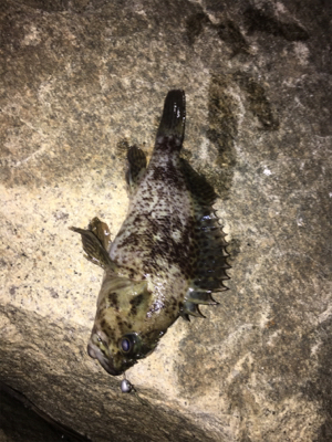 やっと今年初フィッシュ