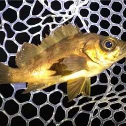 干潮時のサーフメバリング