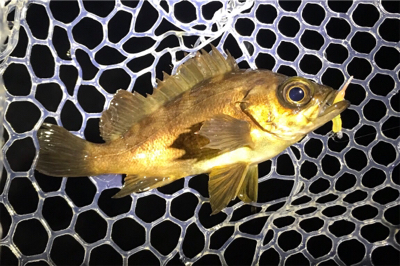 干潮時のサーフメバリング