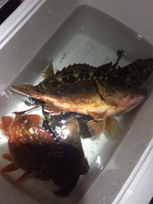 ガシラ釣り〜。