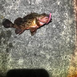 メバリング撃沈