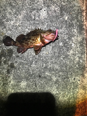 メバリング撃沈