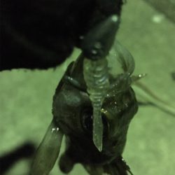 寒波のせいか？