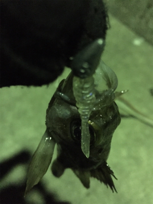 寒波のせいか？