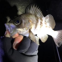 爆風メバリング