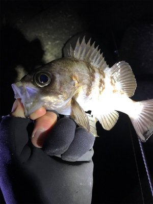 爆風メバリング