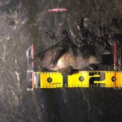 やっぱりシブい