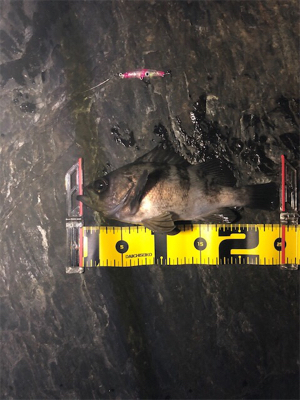 やっぱりシブい