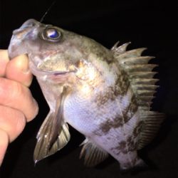 明石周辺メバリング