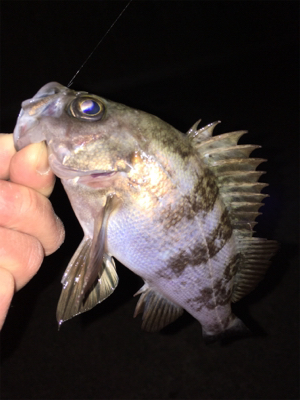 明石周辺メバリング