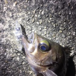 nadaプラグの実釣その1！