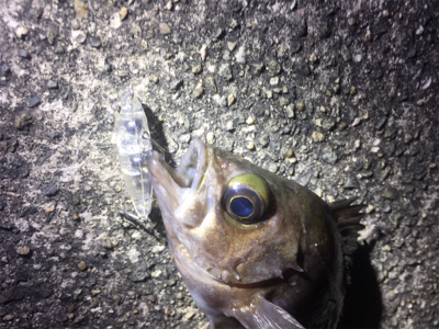 nadaプラグの実釣その1！