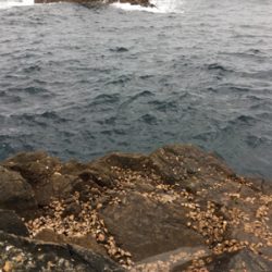 グレ浮きフカセ釣