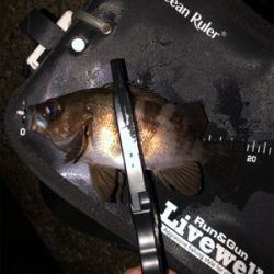 霧の中メバリング