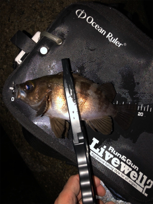 霧の中メバリング