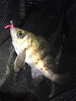 時合いを逃さずキャッチ