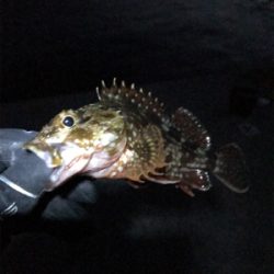 チビガッシーでボウズ逃がれ