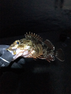 チビガッシーでボウズ逃がれ