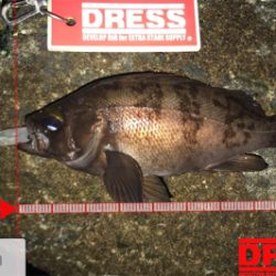 メバルはアフターの回復してるか?