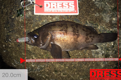 メバルはアフターの回復してるか?