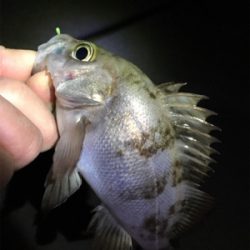 明石メバリング