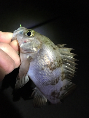 明石メバリング