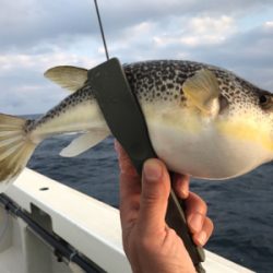 一つテンヤマダイ