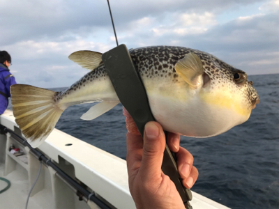 一つテンヤマダイ