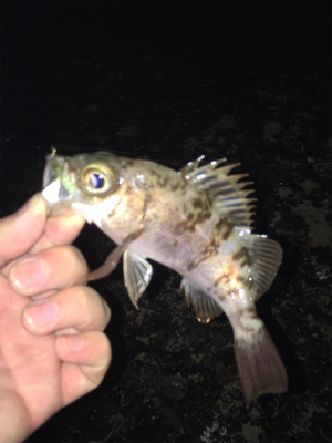 寒すぎやしませんかね…