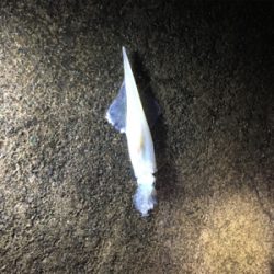 ヤリイカ釣行
