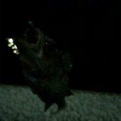 雪の中のメバリング