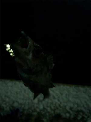 雪の中のメバリング