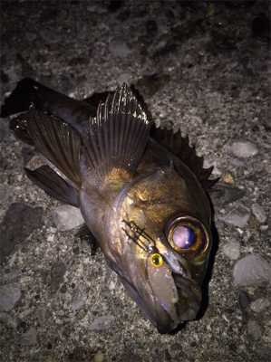 アフターメバル