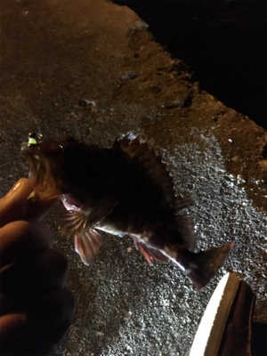 風にも負けず…