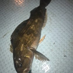 ボートメバル☆