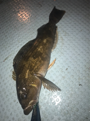 ボートメバル☆