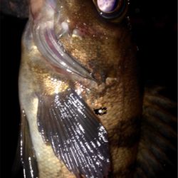 つ抜け逆ギレリベンジ